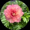 sue_swinson